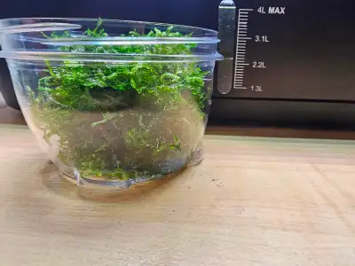 Java Moss in plant only tank