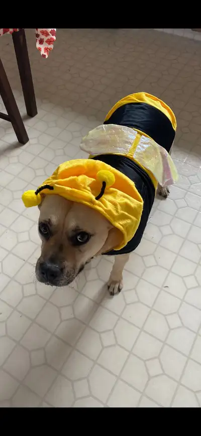 looking to rehome our dog, View more