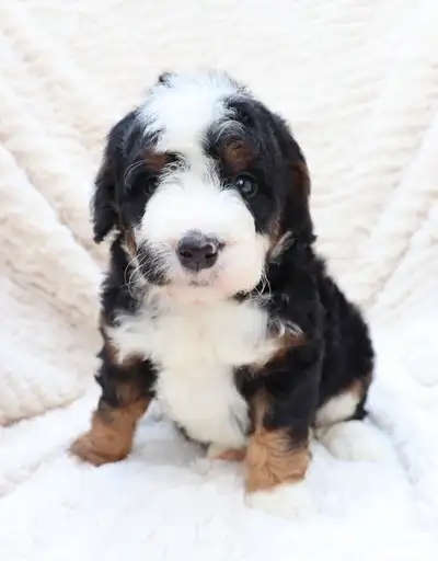 Mini F1B Bernedoodle Puppies!!, View more