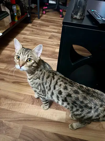 Bengal Older Kittens, View more