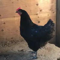 Black Australorp Hens and Rooster For sale