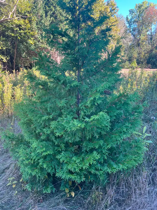 WHITE (SWAMP) CEDAR HEDGE TREES AND EMERALD CEDAR TREES FOR SALE ...