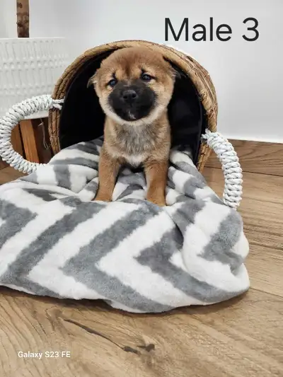 shiba inu puppies, View more