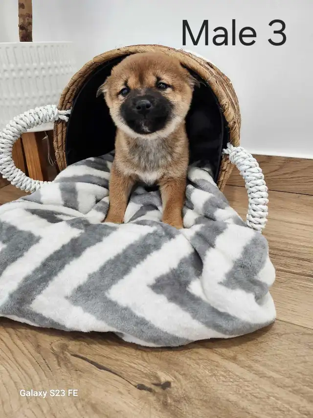 shiba inu puppies in Dogs & Puppies for Rehoming in Winnipeg - Image 2