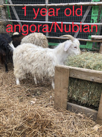 -1 year old angora/Nubian 