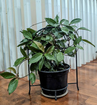 Indoor Plant -- Hoya Carnosa