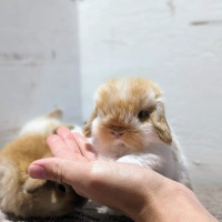 Quality Purebred Holland Lop-*HOME PENDING*