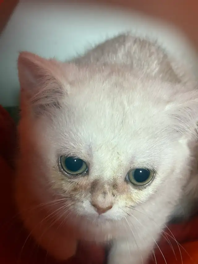 Purebred British shorthair kitten