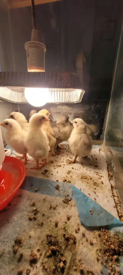 barnyard mixed chicks, View more