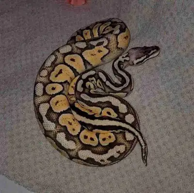 Super Pastel Orange Dream Het-puzzle Female, about 2 years old, 2 feet long Eating f/t mice or ASF r...