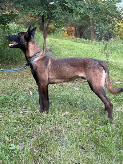 Rescue Belgian Malinois - Looking for the Right Home, View more