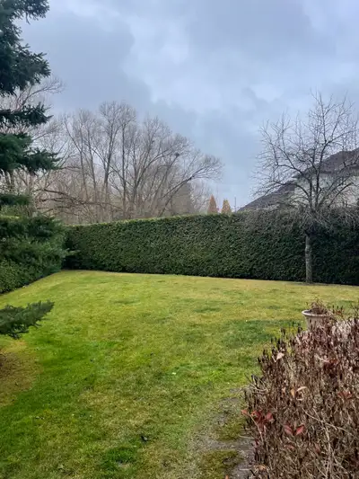 Your locally trusted and insured hedge trimming specialist is back for the summer season! Call or te...