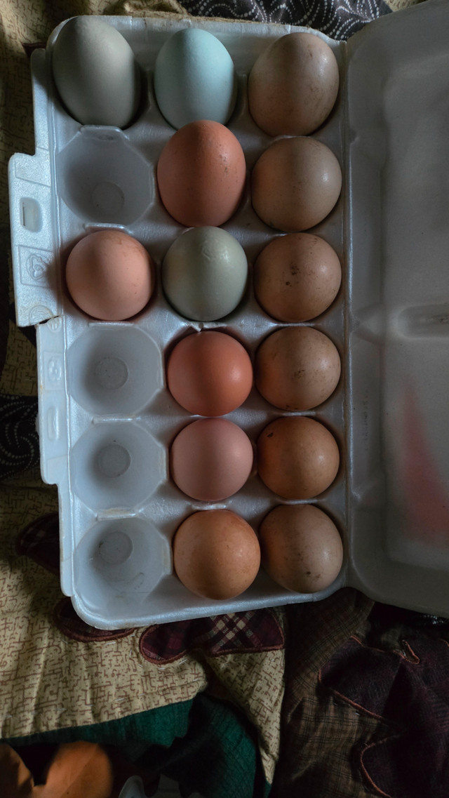 Farm fresh chicken eggs in Other in 100 Mile House