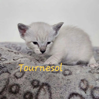 Chatons siamois / Siamese kittens