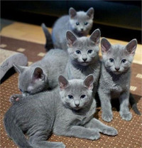 Kittens for People with allergies (R.Blue-Breed-Vaccinated)