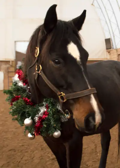 Horse Rides For All Ages, View more