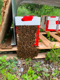 Honeybee Nucs - Pickup in Stittsville / Kanata - $250ea