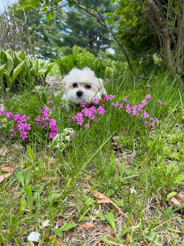 Maltipoo in Dogs & Puppies for Rehoming in Miramichi - Image 6