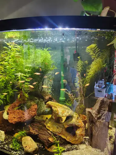 Guppies for sale , View more