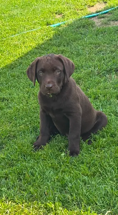 Chiots Labrador, Voir plus