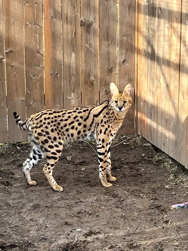 Serval Kittens Available !  in Cats & Kittens for Rehoming in City of Montréal - Image 9