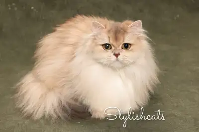 British longhair Show cat, View more