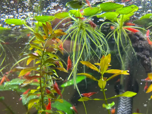 crevette Red Cherry  in Fish for Rehoming in Saint-Jean-sur-Richelieu - Image 3