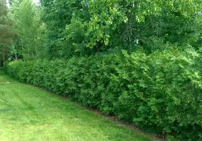 EASTERN WHITE CEDAR TREES REMOVED AND INSTALLED, View more