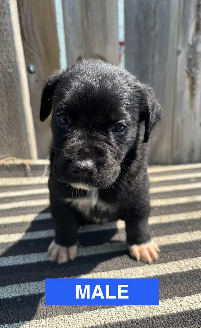 Adorable Puppies in Dogs & Puppies for Rehoming in Winnipeg - Image 3