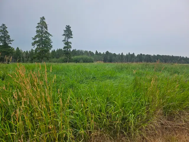 Natural Brome/Timothy Grass - No Fertilizer Square Bales in Livestock in Red Deer - Image 3