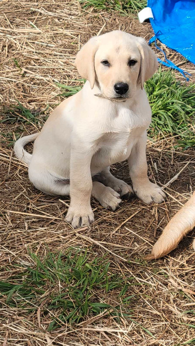 BEAUTIFUL MALE YELLOW LAB PUPPIES FOR SALE 