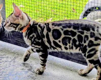 Top Quality Purebred Bengal Kittens, View more