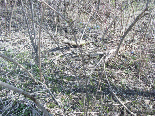 WILD ELDERBERRY OFFSHOOTS (Sambucus canadensis) in Plants, Fertilizer & Soil in Oshawa / Durham Region