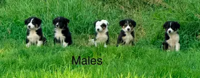 Purebred Border Collie Pups, View more
