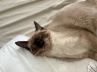 Siamese 1year old Male cat