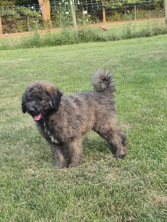 Shepherd/Rotti mix Poodle puppy for rehoming in Dogs & Puppies for Rehoming in Hamilton - Image 2