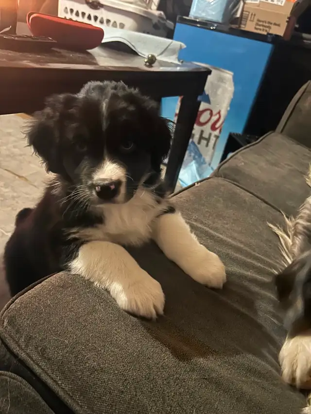 Australian Shepherd (pending) in Dogs & Puppies for Rehoming in Barrie - Image 4