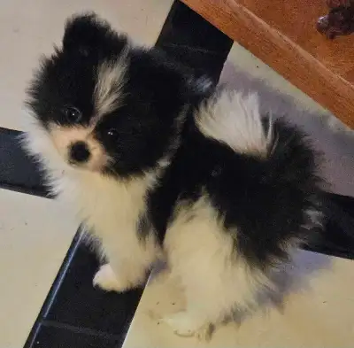 Small  female PURE BRED POMERANIANS, View more
