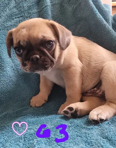 French Bulldogs Pug Puppies Frenchie Pug For Sale Adorable Pug