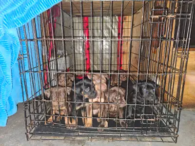 Puppies for Sale, View more