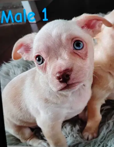 Adorable Chihuahua Puppies, View more