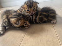 Adorable Bengal kittens for sale 