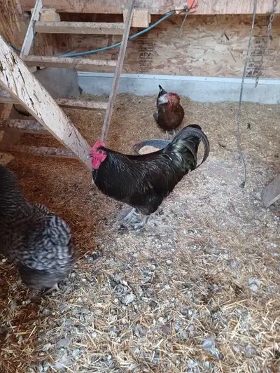 roosters , View more