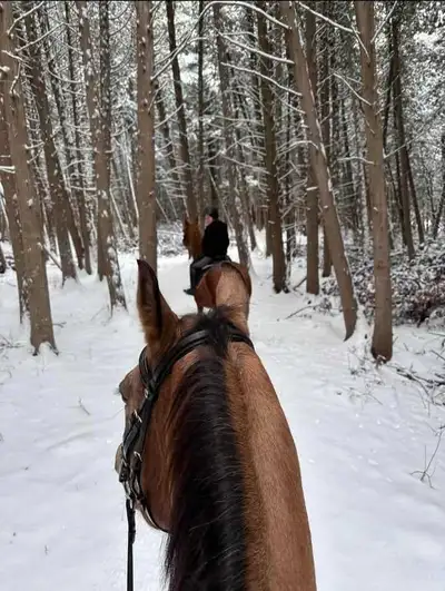 Looking for a couple horses., View more