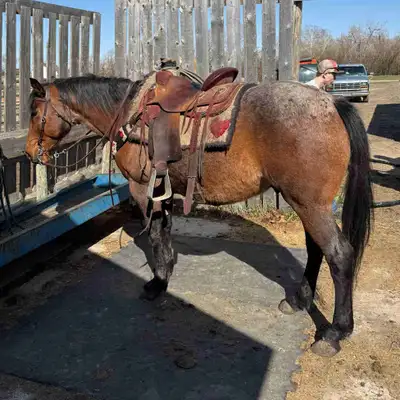 2015 Bay Roan Gelding, View more