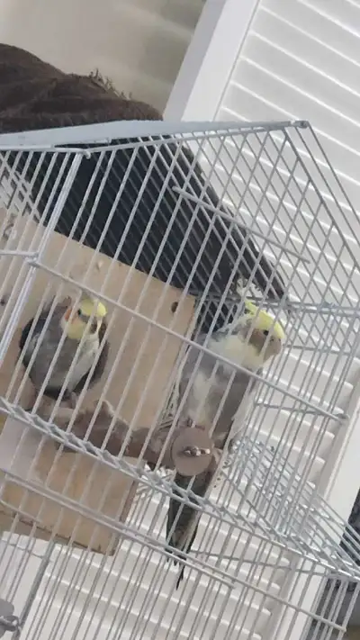 cockatiel pair breeding pair, View more