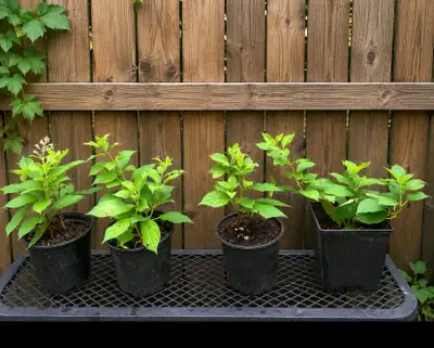  Limelight Hydrangea – Full, Healthy Clusters! , View more