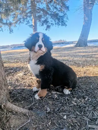 PUREBRED BERNESE MOUNTAIN DOG, View more