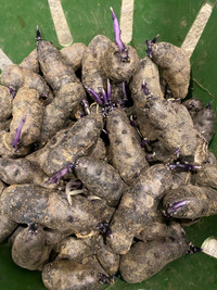 Purple Peruvian Fingerling  Seed Potatoes