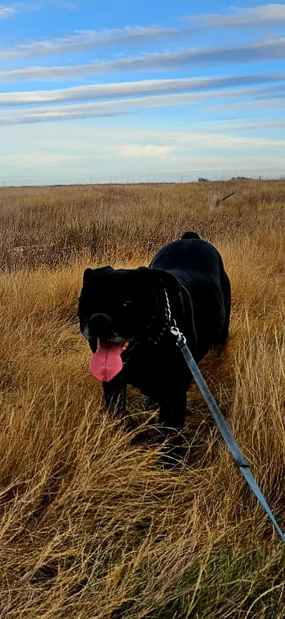 cane corso for rehoming, View more